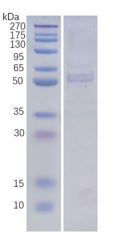 12% reducing SDS-PAGE analysis profiles of purified human MMP11 (CBB stained)